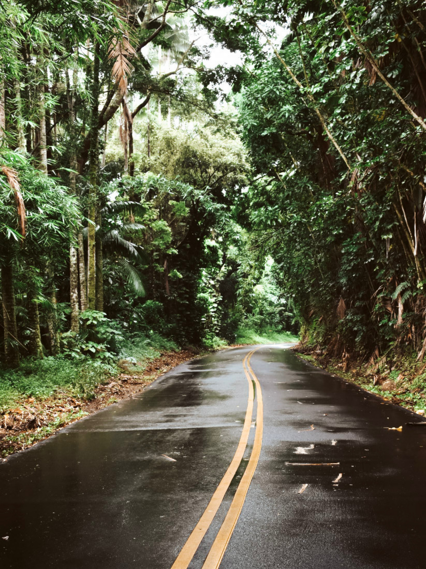 Road to Hilo