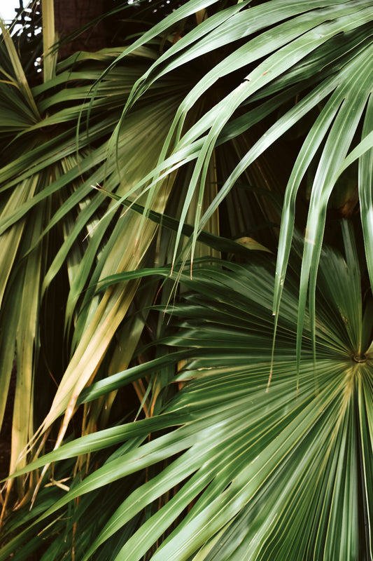 Kapa'au - Digital Palm Print